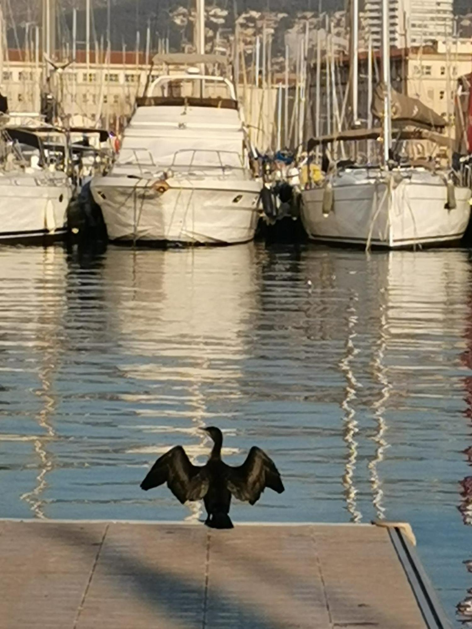 Marina Dream Toulon